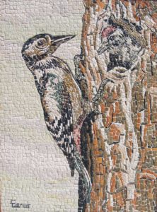 Il picchio / The woodpecker